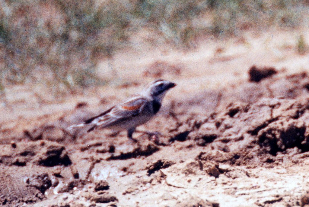 Longspur, McCown's, Pawnee Grasslands, date B03P100I01.jpg - McCown's Longspur